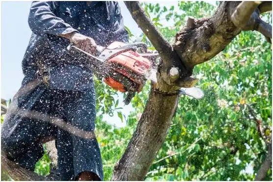 tree services Prairie du Sac